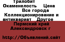 Трилобит Asaphus. Окаменелость. › Цена ­ 300 - Все города Коллекционирование и антиквариат » Другое   . Пермский край,Александровск г.